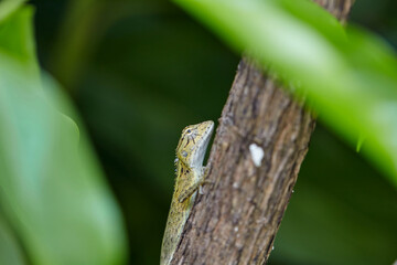 Close-up view of lizard on branch