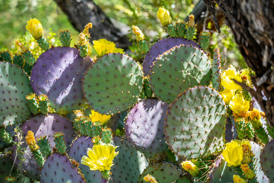 A flowering cactus in Tucson, Arizona