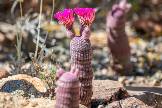 A flowering cactus in Tucson, Arizona