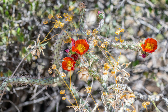 A flowering cactus in Tucson, Arizona