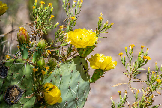 A flowering cactus in Tucson, Arizona