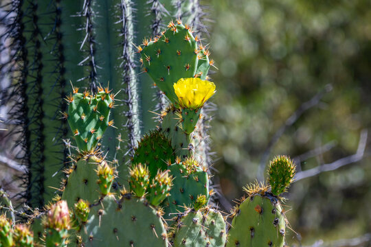 A flowering cactus in Tucson, Arizona