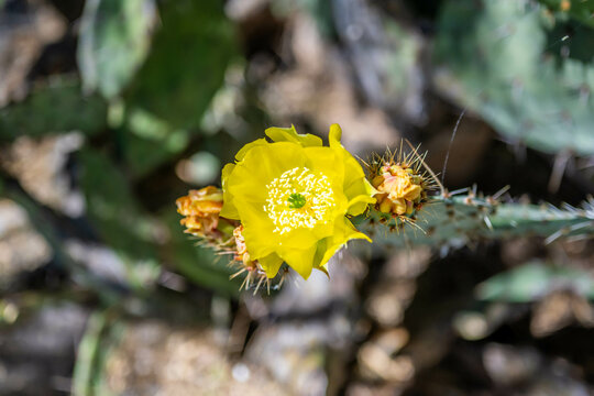A flowering cactus in Tucson, Arizona