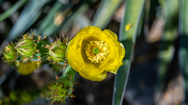 A flowering cactus in Tucson, Arizona
