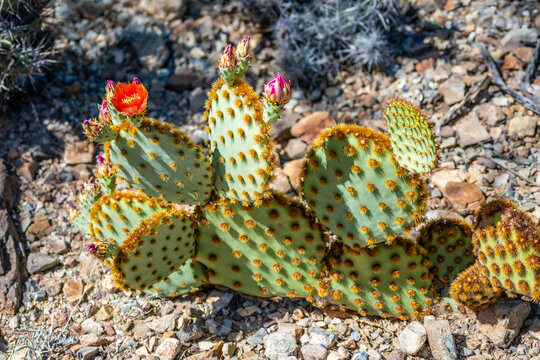 A flowering cactus in Tucson, Arizona