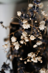 white gypsophila flowers close up