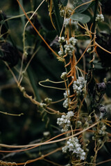 small white flowers on twisted stems