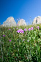 Close up of wild flower with the blurry Dolomites in the backgro