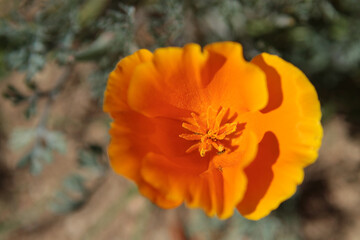 Closeup of Orange Poppy In Southern California Antelope Valley