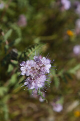 Close-up of Purple Lacy Phacelia In Southern California Wildflowers