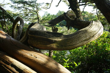 tree trunk