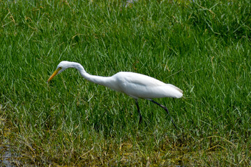 Fototapeta premium great heron