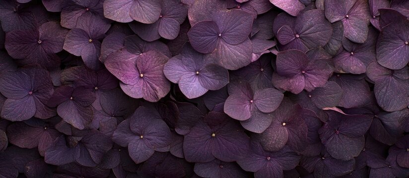 Vibrant display of purple hydrangea flowers creating a lush and colorful floral background texture for design or nature themes