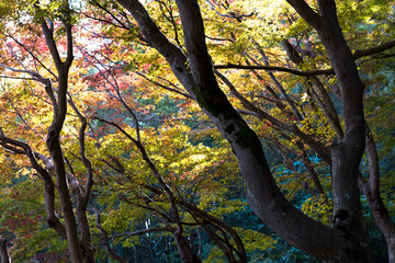 2024.11富山市の呉羽山明るい紅葉