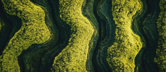 Aerial view of vibrant terraced rapeseed flower fields winding through a picturesque historical village landscape