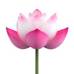 Fototapeta premium Beautiful pink and white lotus flower on a green stem, isolated on a white background, symbolizing purity and serenity.