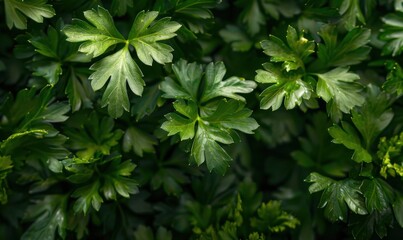 Fresh green parsley leaves, close-up view. Organic herbs and culinary ingredients concept