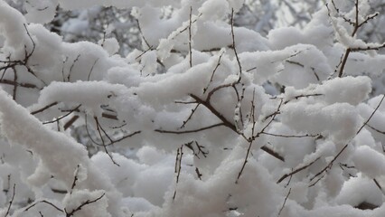 snow covered branches of tree