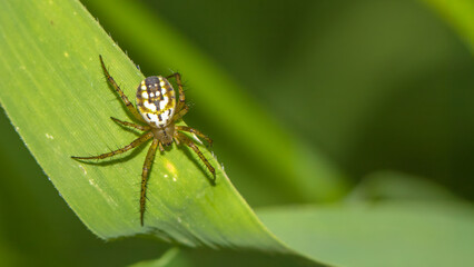 Mangora acalypha