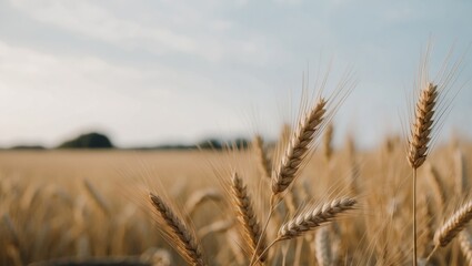 Harvesting the golden bounty of natures fields.