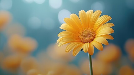 Vibrant yellow daisy in bloom against a soft bokeh background
