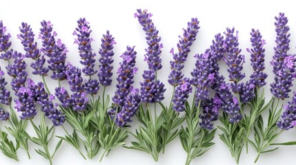 Naklejka premium Lavender flowers in full bloom arranged on a white background showcasing their vibrant purple beauty and lush green foliage