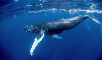 Humpback whale swimming under northern lights in the ocean
