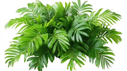 Chamaedorea palm leaves vibrant green foliage isolated on white background perfect for botanical designs or home decor presentations