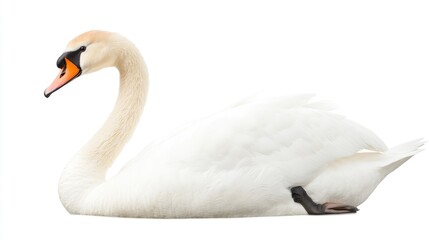 Elegant white swan gliding gracefully on the lake isolated on a white background showcasing the beauty of Cygnus olor in nature