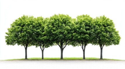 Row of lush green trees isolated on a white background showcasing summer foliage high quality clipping mask for design elements