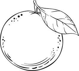 Orange Fruit Outline Illustration. Organic natural nutritional healthy food ingredient, vegetarian diet product. 