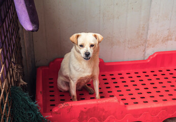 This adorable shelter dog sits patiently, hoping for a loving family to take it home.