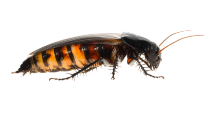 Close-up of a stylized insect with orange stripes.