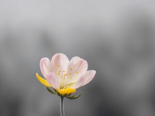 Fototapeta premium Pretty in pink and yellow A closeup of a wildflower bloom.
