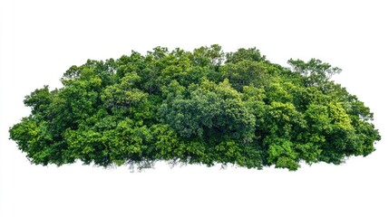 Obraz premium Lush green trees isolated on white background representing summer forest and foliage suitable for print and digital use