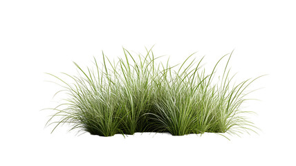 A cluster of lush green grass.