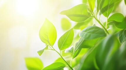 Close-up of vibrant green soybean leaves showcasing organic and GMO varieties under soft sunlight for agricultural themes