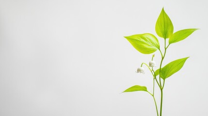 Obraz premium Lily of the valley flower with vibrant green leaves set against a minimalist white background showcasing delicate beauty and tranquility.