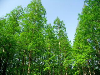 Fototapeta premium 春の水元公園の新緑のメタセコイア林風景
