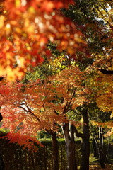 日本の秋の紅葉