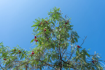 Vibrant Red Flowers Blooming on a Lush Green Tree Against a Clear Blue Sky