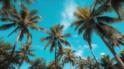 A travel image showing blue sky with palm trees