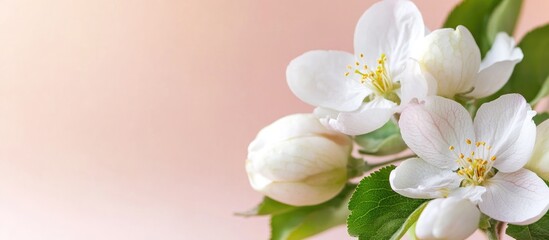 Obraz premium Summer floral backdrop with white apple tree blossoms and soft pink gradient for text placement on a serene romantic design.
