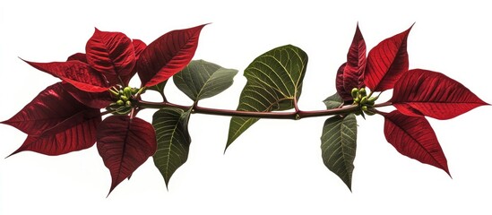 Poinsettia plant with vibrant red leaves and green foliage isolated on a white background for festive decorations and seasonal themes