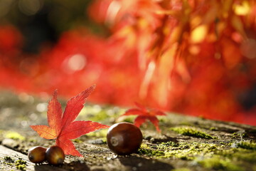 日本の秋の紅葉