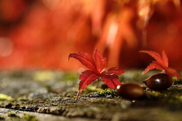 日本の秋の紅葉
