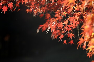 日本の秋の紅葉