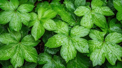 Nature's Rich Tapestry in Montenegro Close-Up of Lush Green Leaves with Water Droplets Freshness and Abundance in Macro Photography