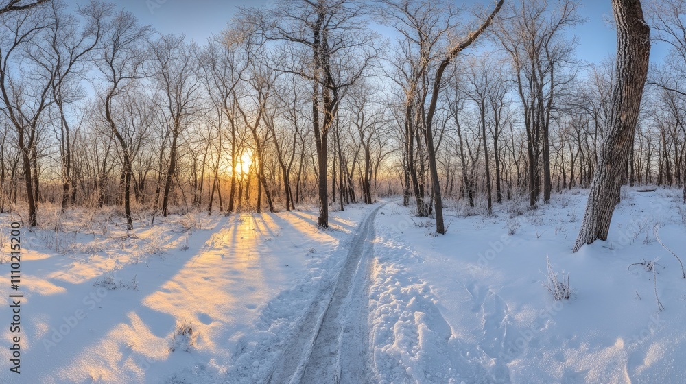 Poster winter landscape with frosted branches and snowy path at sunset in a tranquil forest setting
