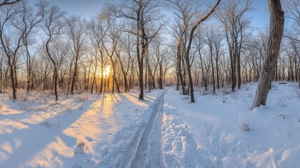 Fototapeta premium Winter landscape with frosted branches and snowy path at sunset in a tranquil forest setting